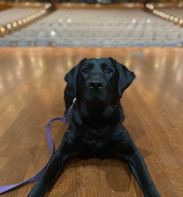 Service Dog On site practice